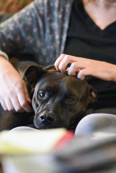 Lisa Franko spends an evening studying with her pit bull, Anni